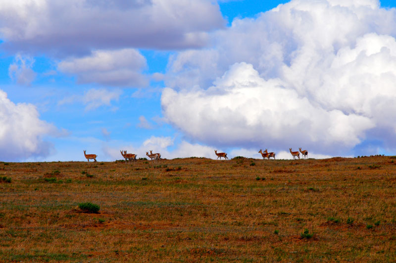 Mongolie